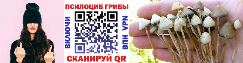 купить  сайты  Цоци-Юрт  Псилоцибиновые грибы MAGIC MUSHROOMS 